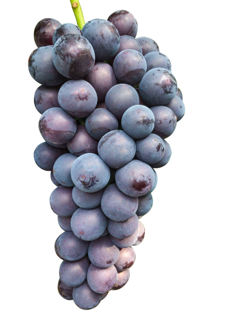 云南夏黑葡萄高清PNG透明动植物植物设计素材免费下载