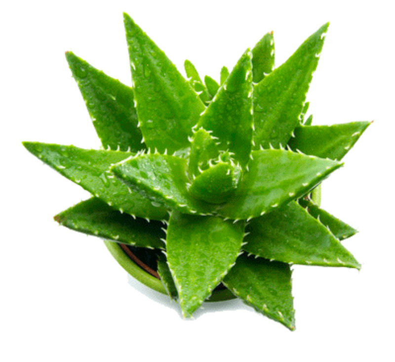 办公桌芦荟盆栽高清PNG透明动植物设计素材免费下载