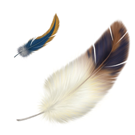 羽毛高清PNG透明图片-动植物动物设计素材免费下载