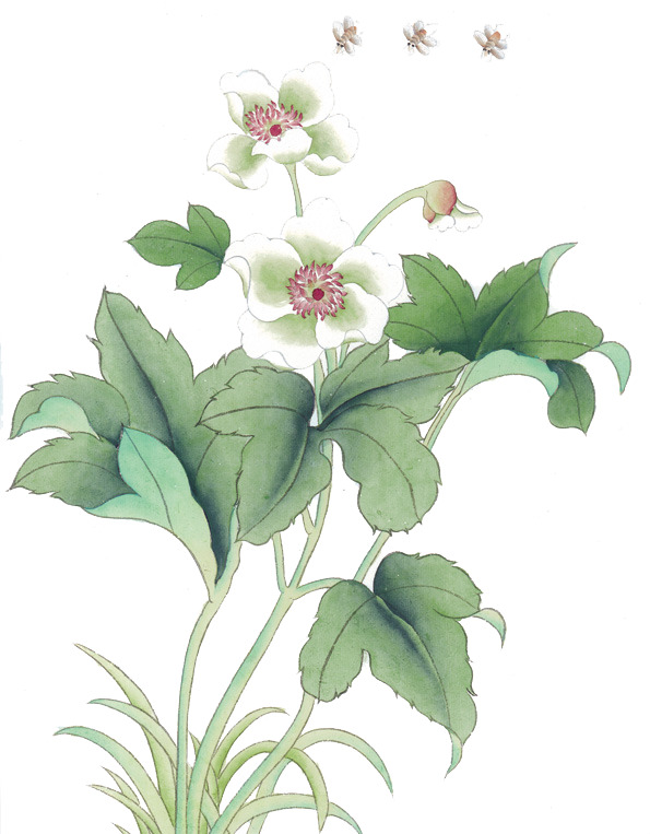 花枝高清PNG透明植物装饰元素设计素材免费下载