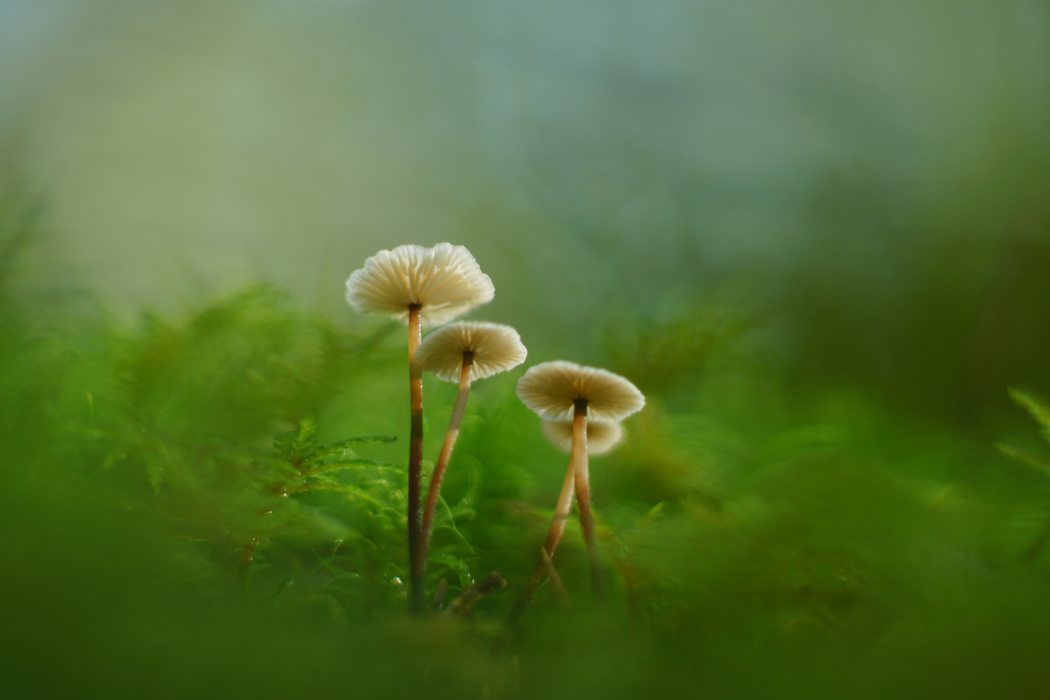 蘑菇苔藓绿色护眼4K风景高清壁纸3840x2560免费下载