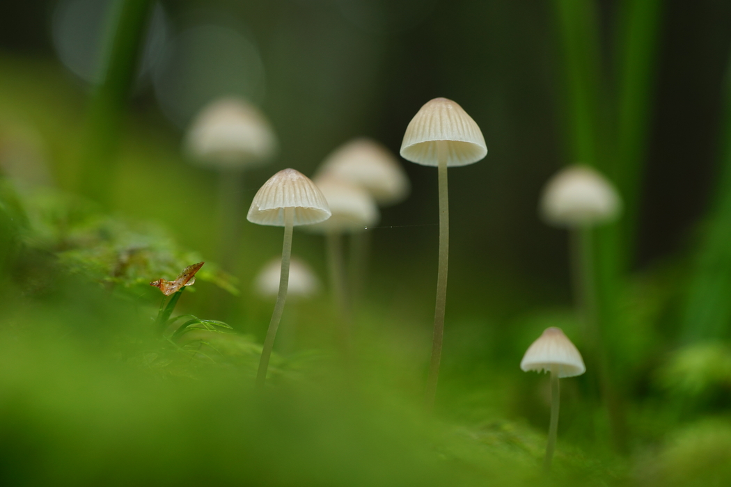 蘑菇苔藓绿草6K高清自然护眼风景壁纸4K 6000x4000免费下载