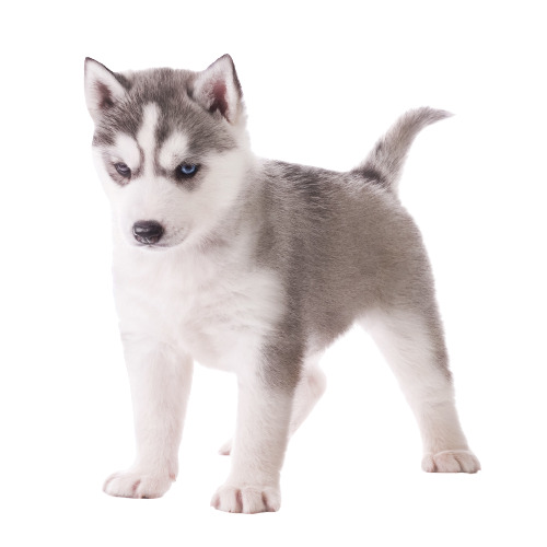 漂亮狗狗高清PNG透明图片-动植物动物设计素材免费下载