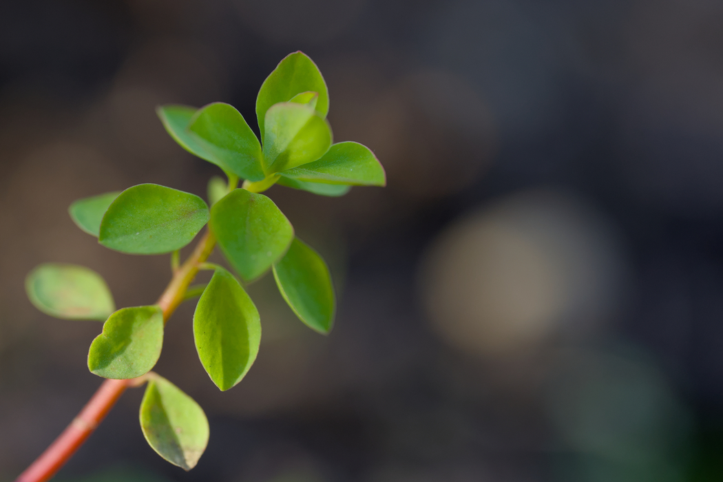 春天绿树叶护眼4k横屏高清壁纸3840x2560免费下载 春天绿树叶护眼4k横屏高清壁纸3840x2560免费下载