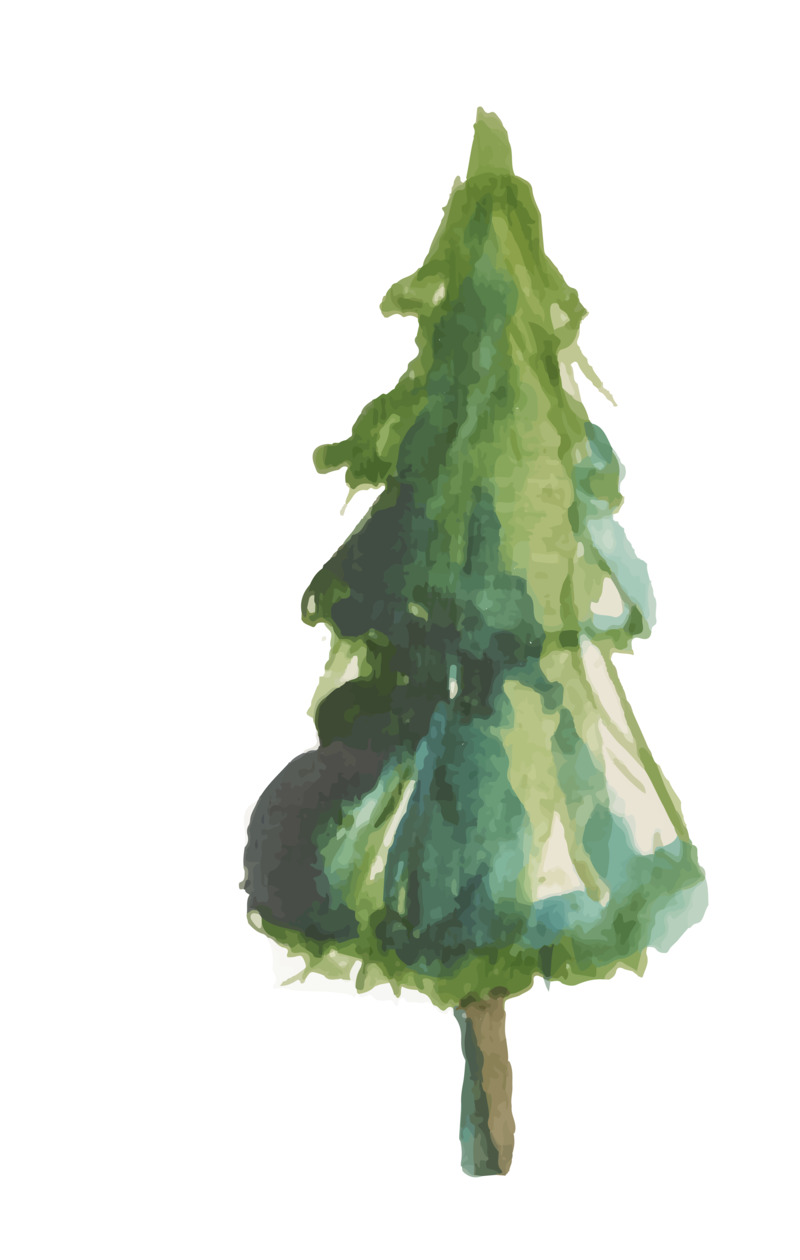 手绘松树圣诞节高清PNG透明图片设计素材免费下载