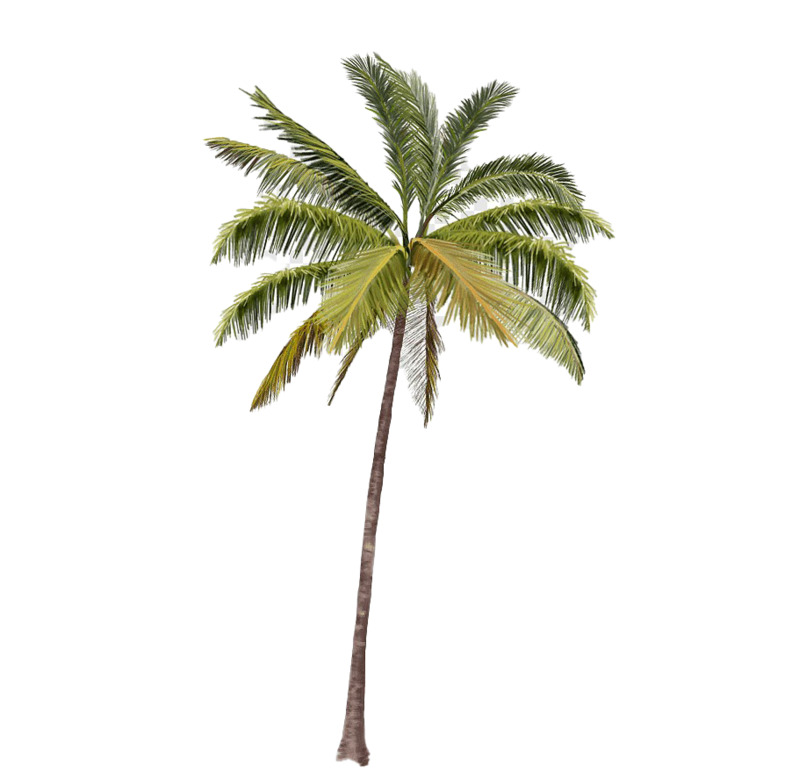 椰树PNG高清透明图片-动植物植物设计素材免费下载