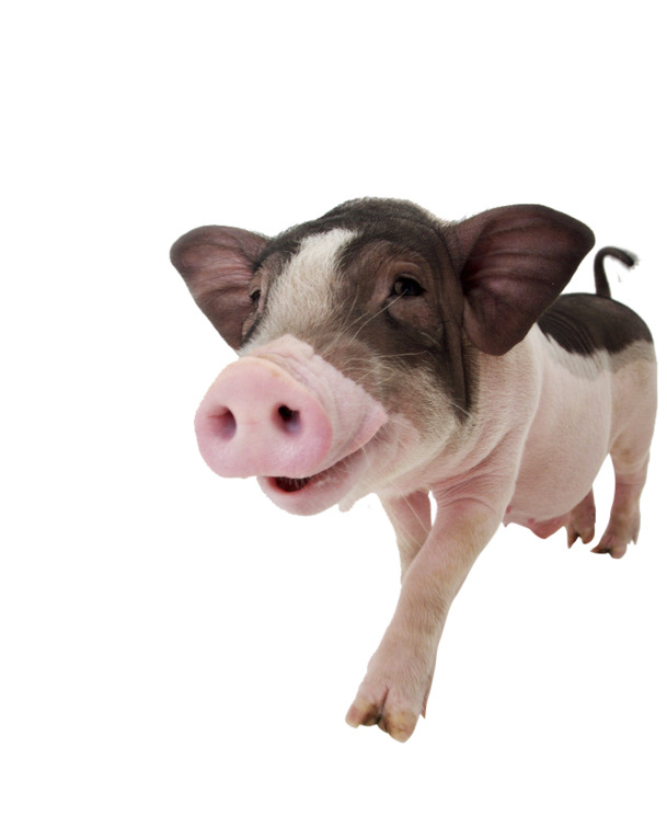 开心猪高清PNG透明图片-动物装饰元素设计素材免费下载