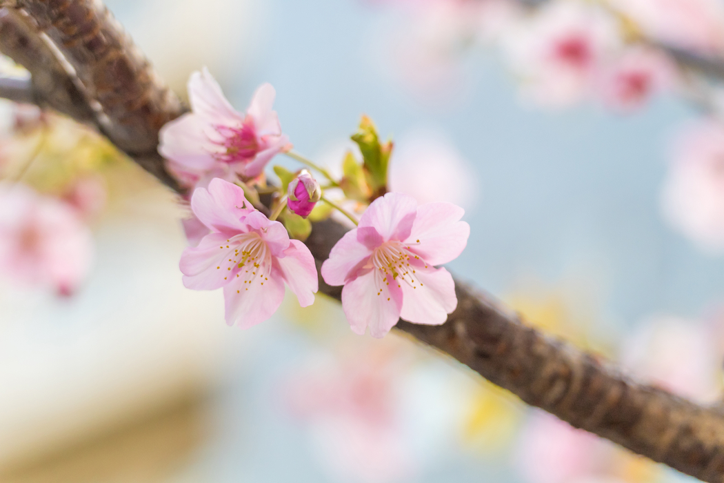 粉色樱花4K高清车机壁纸 横屏3840x2560平板笔记本便携设备免费下载 粉色樱花4K高清车机壁纸 横屏3840x2560平板笔记本便携设备免费下载