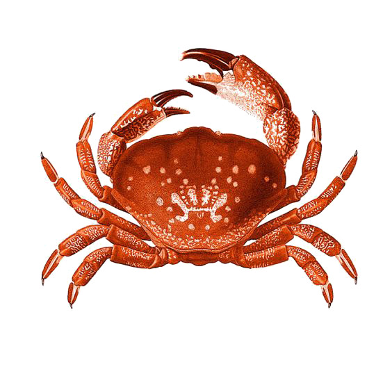 水彩螃蟹高清PNG透明图片-动物装饰元素设计素材免费下载