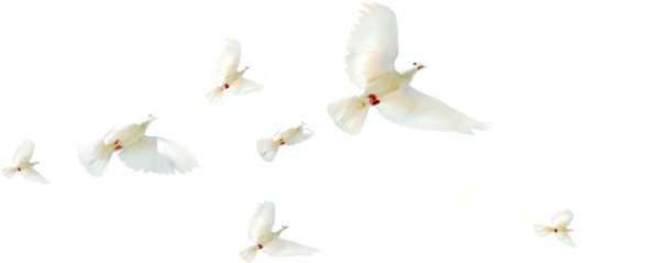 鸽子飞翔高清PNG透明装饰素材-动物图片设计免费下载