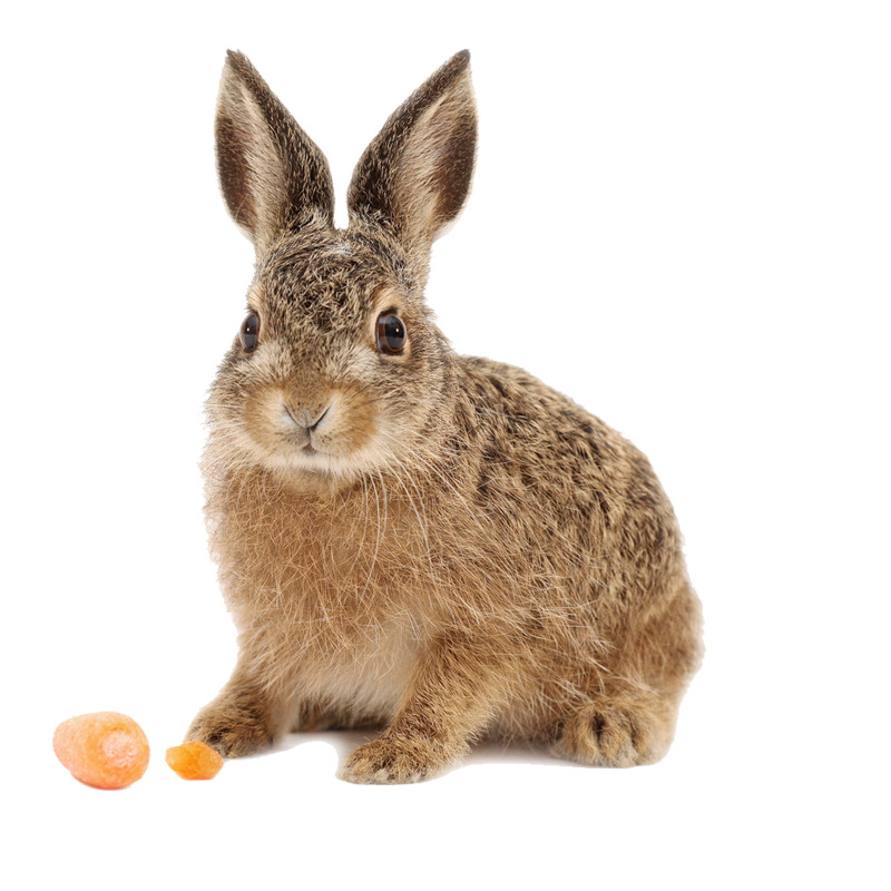 灰色小兔高清PNG透明图片-动植物动物设计素材免费下载