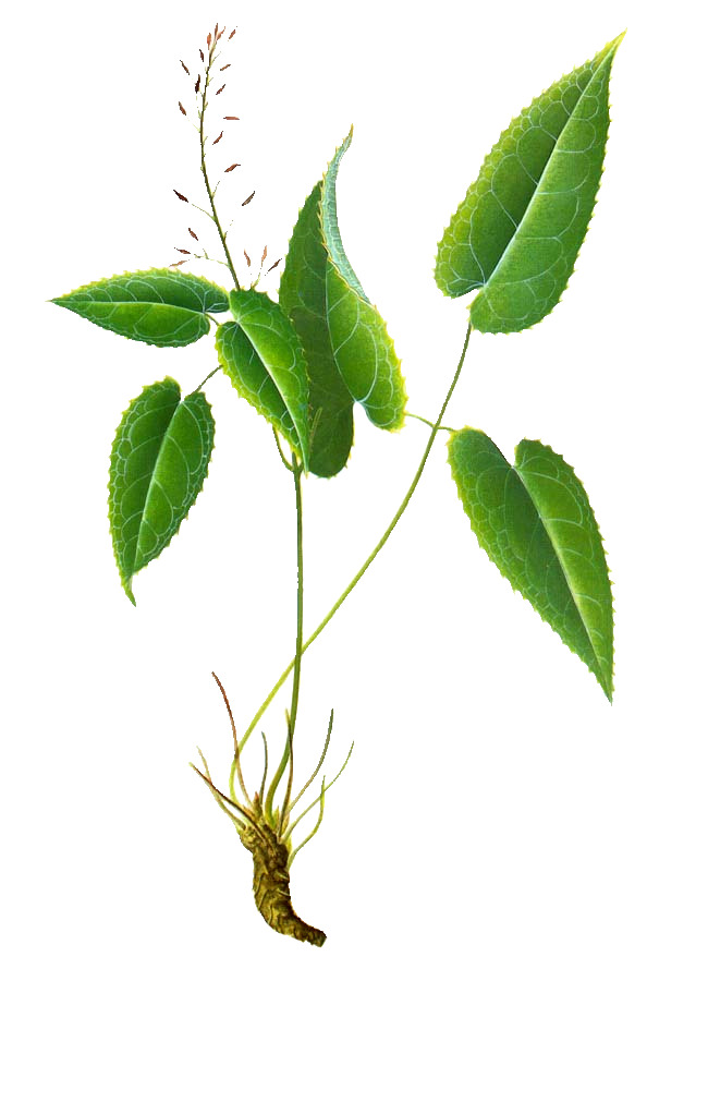 绿色植物淫羊藿高清PNG透明动植物设计素材免费下载