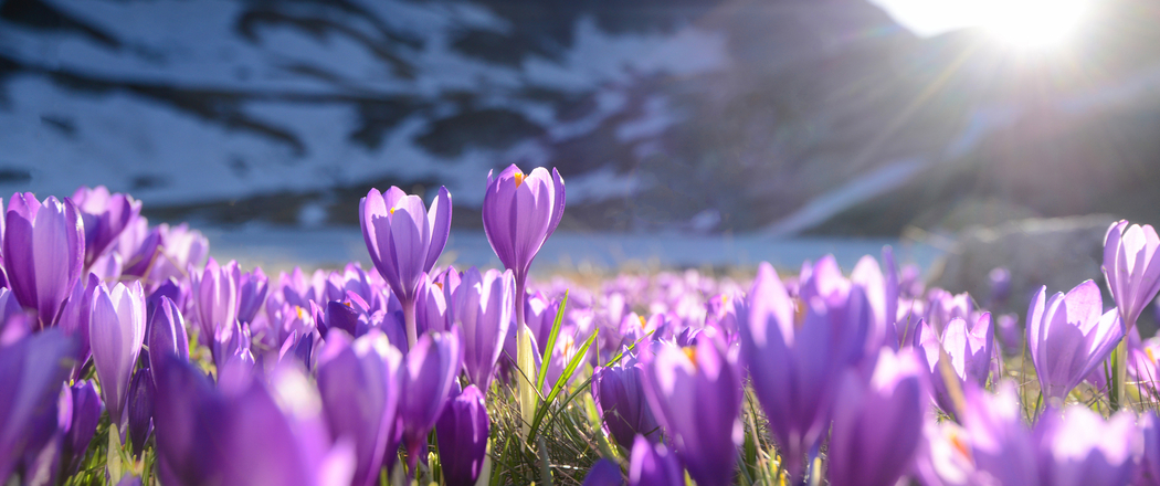 紫番红花4K风景高清壁纸 3440x1440带鱼屏免费下载