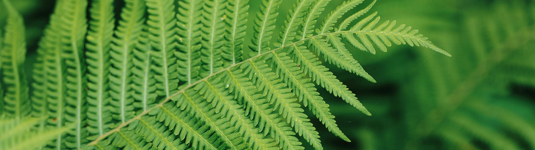 绿色蕨类植物5120x1440超宽屏高清护眼双屏壁纸免费下载