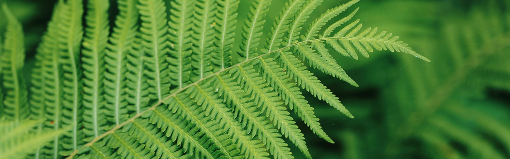 绿色护眼蕨类植物5120x1600超宽屏高清双屏壁纸免费下载 绿色护眼蕨类植物5120x1600超宽屏高清双屏壁纸免费下载