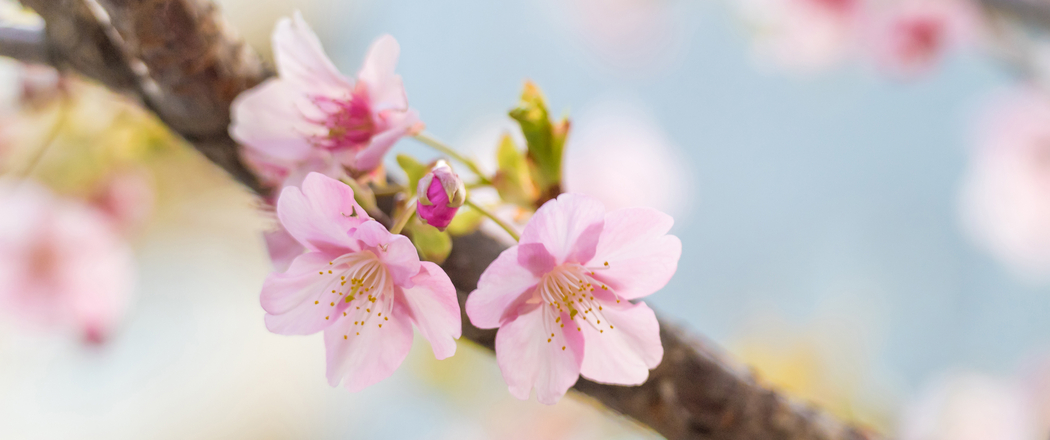粉色樱花4K风景 3440x1440带鱼屏高清壁纸免费下载 粉色樱花4K风景 3440x1440带鱼屏高清壁纸免费下载