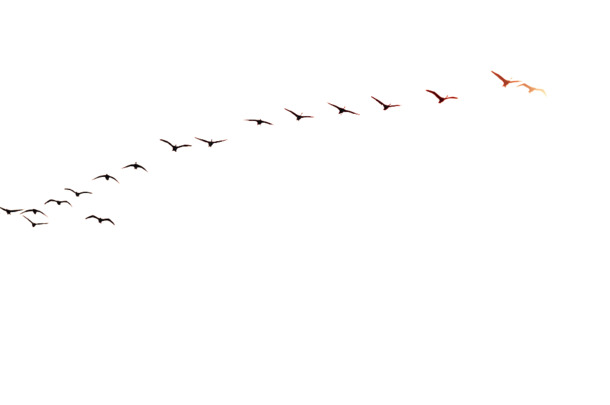 成排海鸥高清PNG透明漂浮元素设计素材免费下载