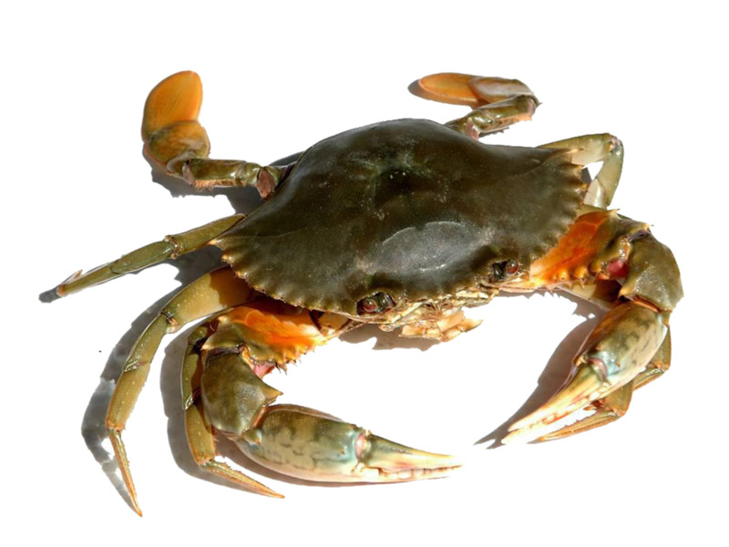 海蟹高清PNG透明图片装饰元素与生活用品设计素材免费下载