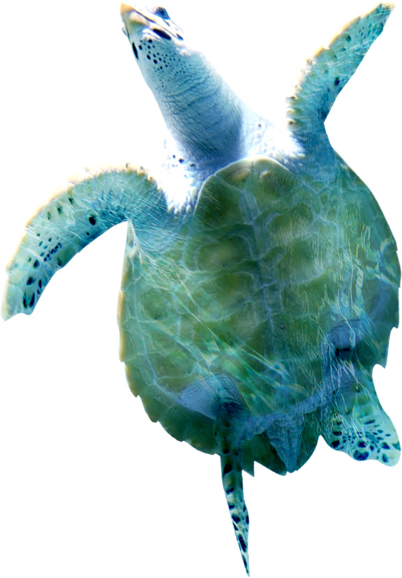 高清PNG透明大海龟装饰元素动物设计素材免费下载