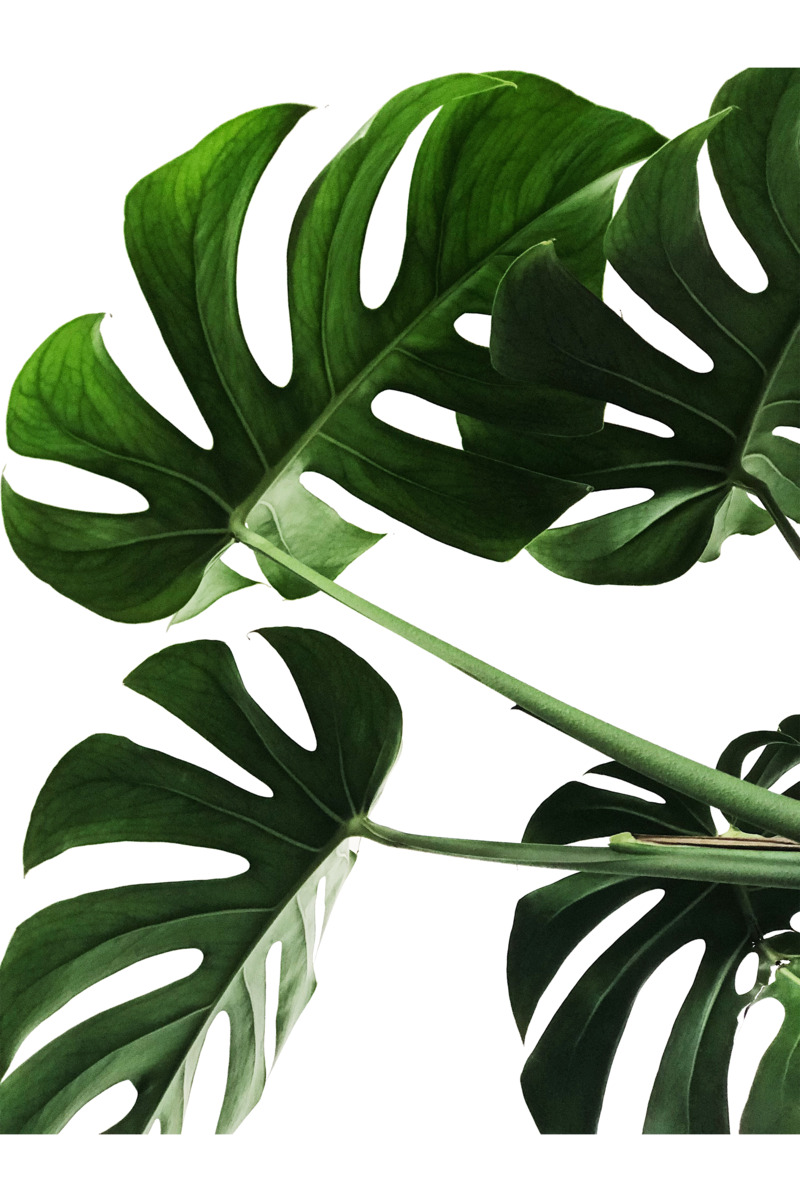 龟背叶子高清PNG透明免扣植物装饰设计素材免费下载