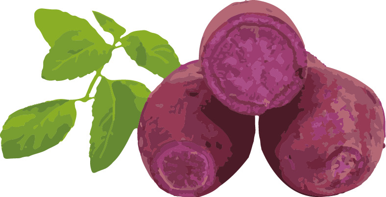 矢量紫薯绿色植物绿叶