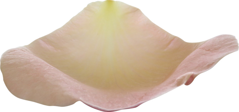 卡通手绘粉色的花瓣