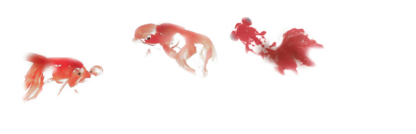 金鱼漂浮高清PNG透明图片-免费设计素材下载