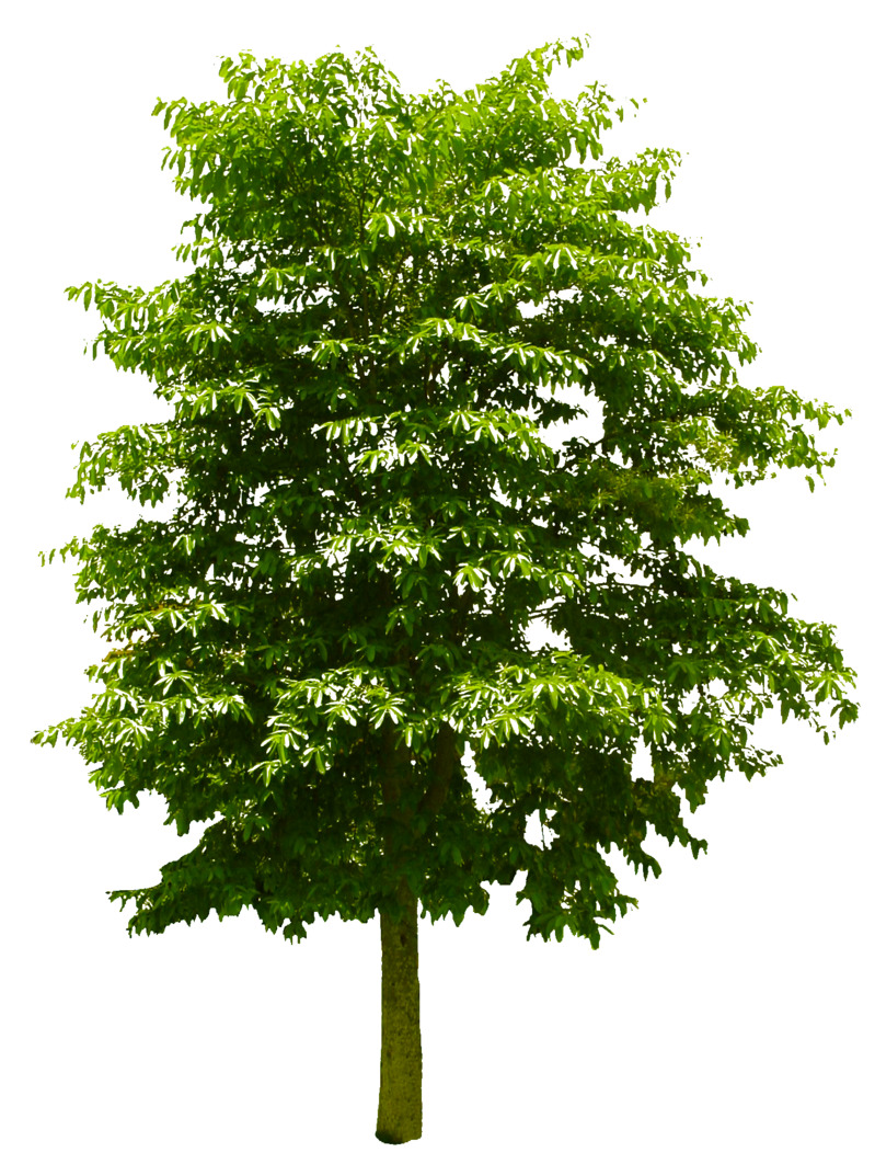 植物大树装饰元素