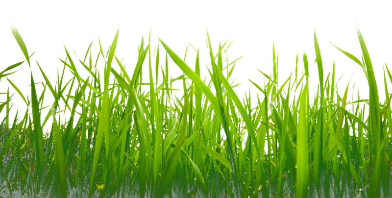 绿色小草高清PNG透明动植物元素植物设计素材免费下载