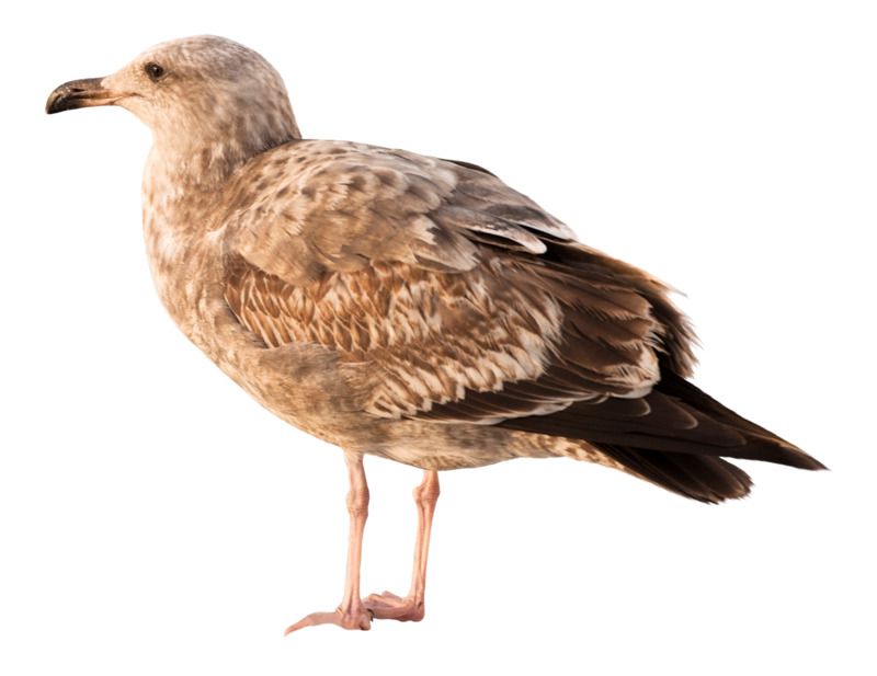 棕色漂亮斑鸠高清PNG透明动植物动物设计素材免费下载