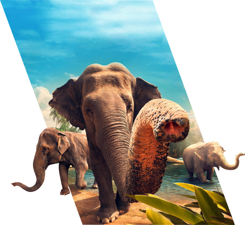 西双版纳大象树叶水高清PNG透明动植物动物设计素材免费下载