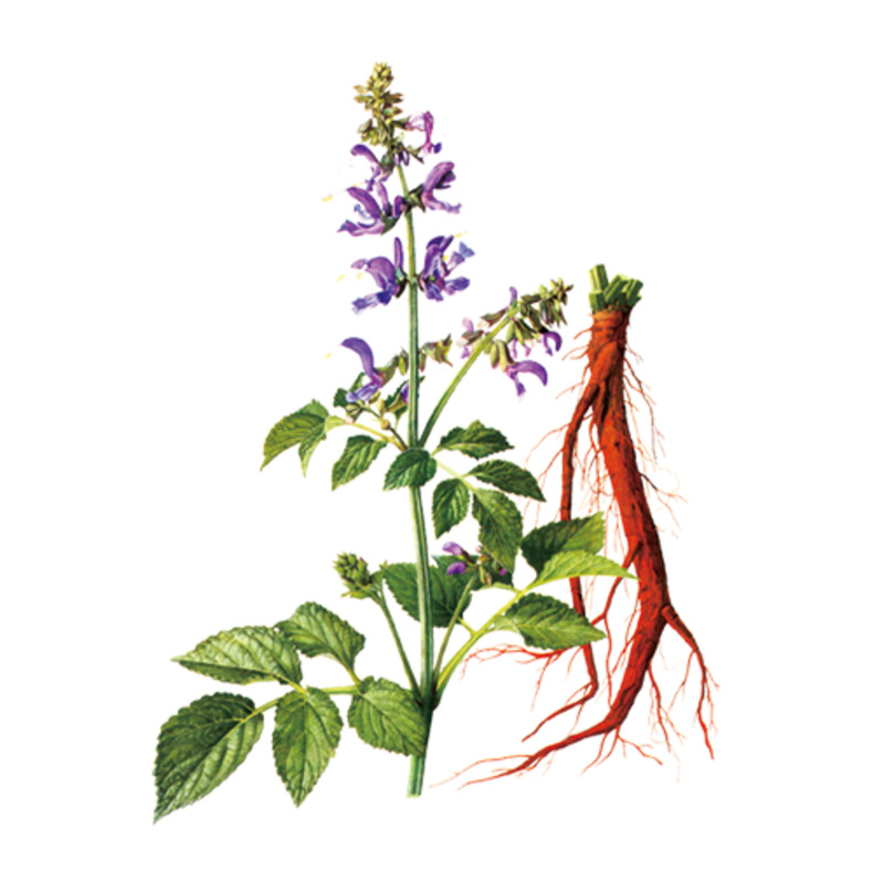 丹参高清PNG透明图片-动植物元素植物设计素材免费下载