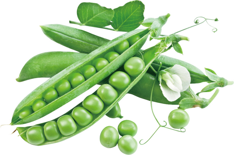 绿色炒菜豌豆高清PNG透明动植物设计素材免费下载