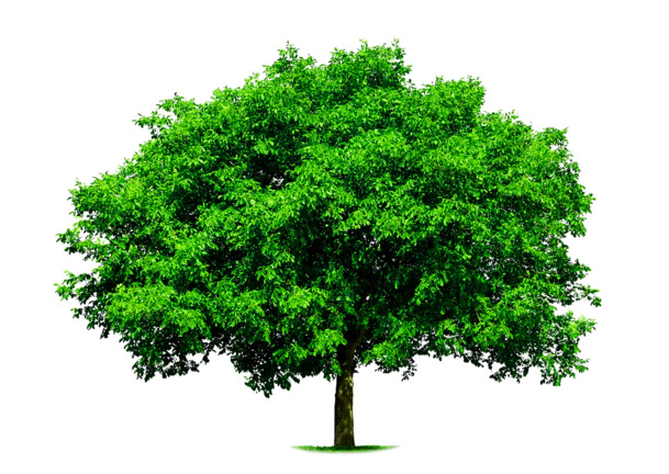 大树冠桉树高清PNG透明动植物植物设计素材免费下载