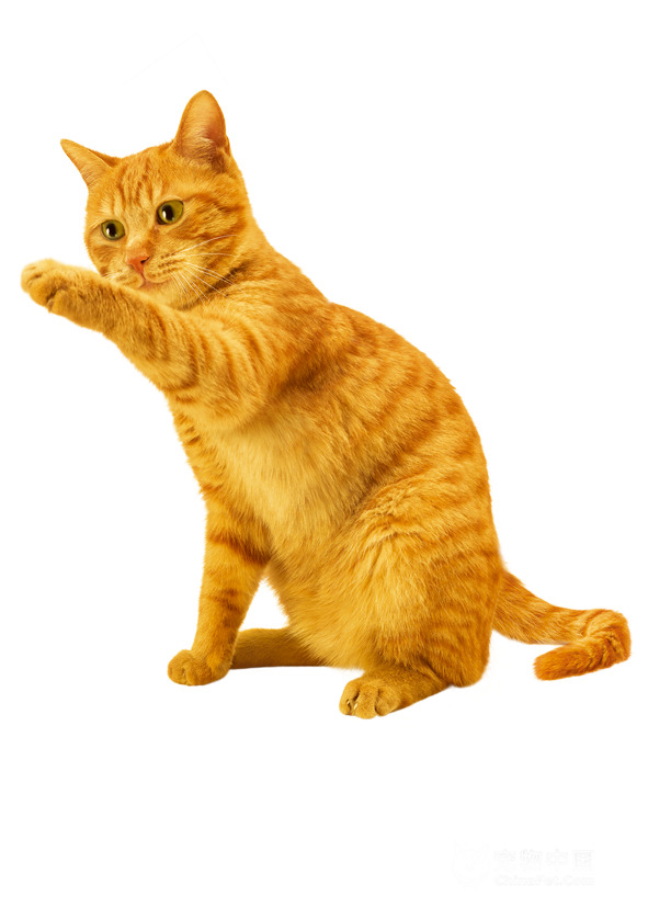 小猫高清PNG透明图片-动植物动物设计素材免费下载