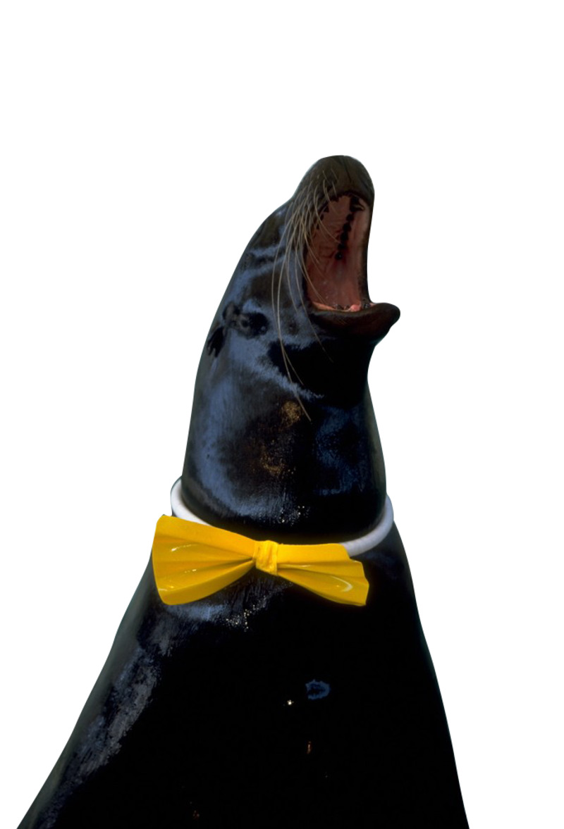 大叫海豹高清PNG透明图片-免费动物设计素材下载