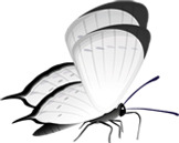 黑色水墨古典蝴蝶高清PNG透明动物装饰设计素材免费下载