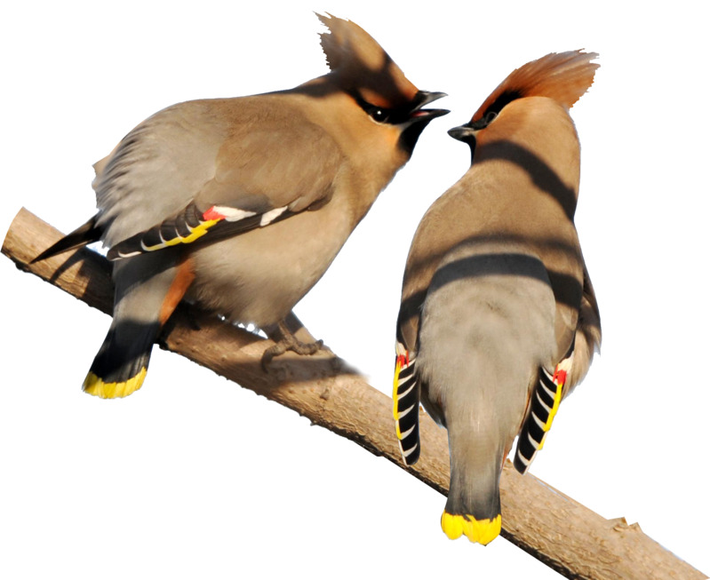 两只太平鸟高清PNG透明图片-动物设计素材免费下载