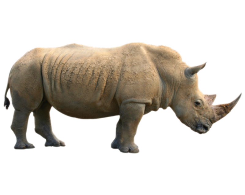 犀牛高清PNG透明图片-动植物动物设计素材免费下载