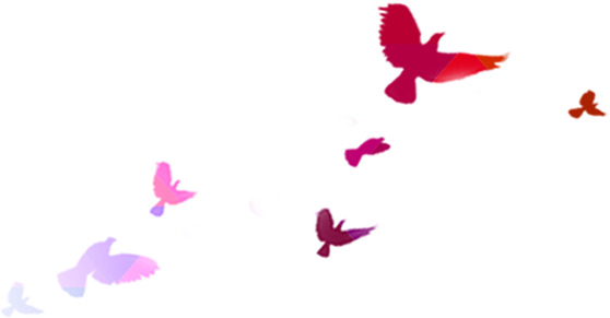 手绘彩色鸽子装饰高清PNG透明动物设计素材免费下载