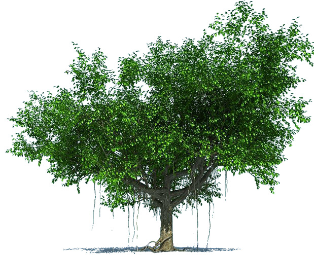 绿色枝繁叶茂古榕树高清PNG透明动植物植物设计素材免费下载