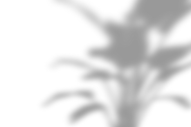 植物影子点缀元素高清PNG透明动植物设计素材免费下载