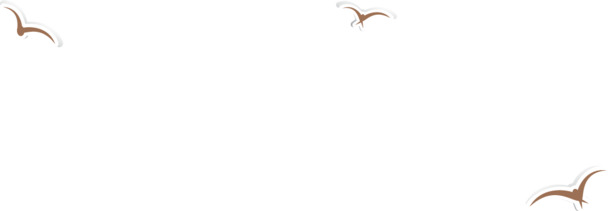 夏日海鸥高清PNG透明动物图片设计素材免费下载