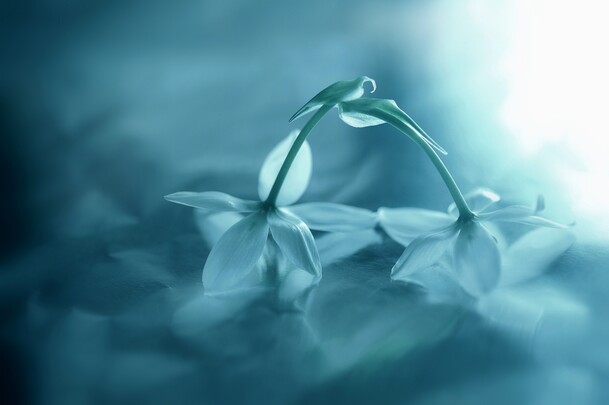 唯美蓝色花朵壁纸高清PNG透明背景设计素材免费下载