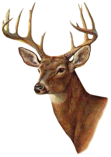 小鹿鹿茸鹿角高清PNG透明动物装饰元素设计素材免费下载