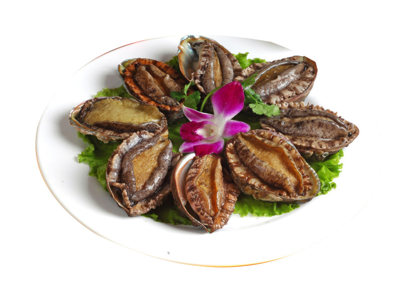 鲍鱼海鲜高清透明PNG免扣设计素材免费下载