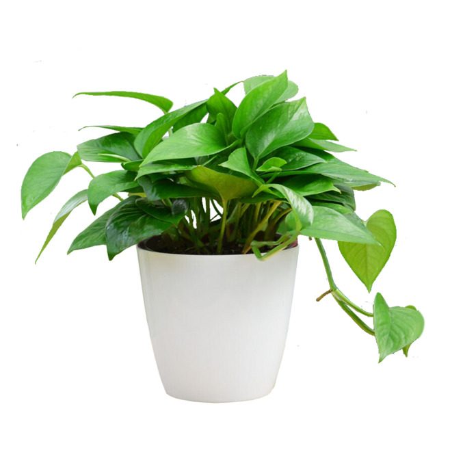 绿色盆栽高清PNG透明免扣设计素材免费下载