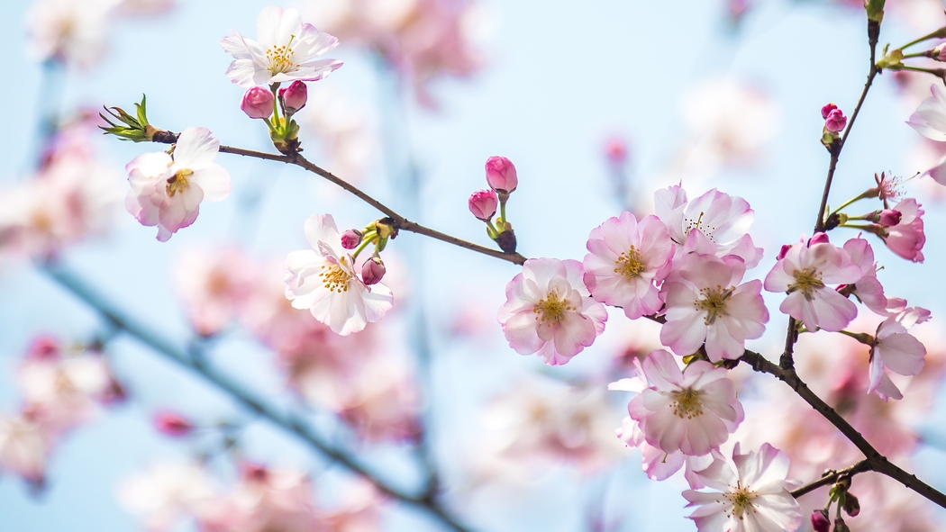 春天樱花风景4K高清壁纸3840x2160免费下载