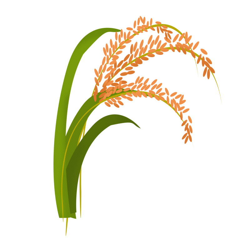 水稻稻谷高清PNG透明免扣元素图片设计素材免费下载