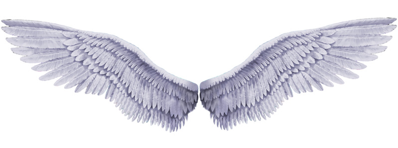 翅膀飞翅飞翔高清PNG透明免扣设计素材免费下载